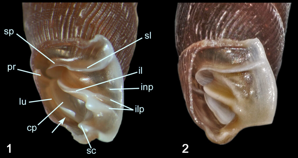 Mündung Clausilia d. dubia und d. vindobonensis